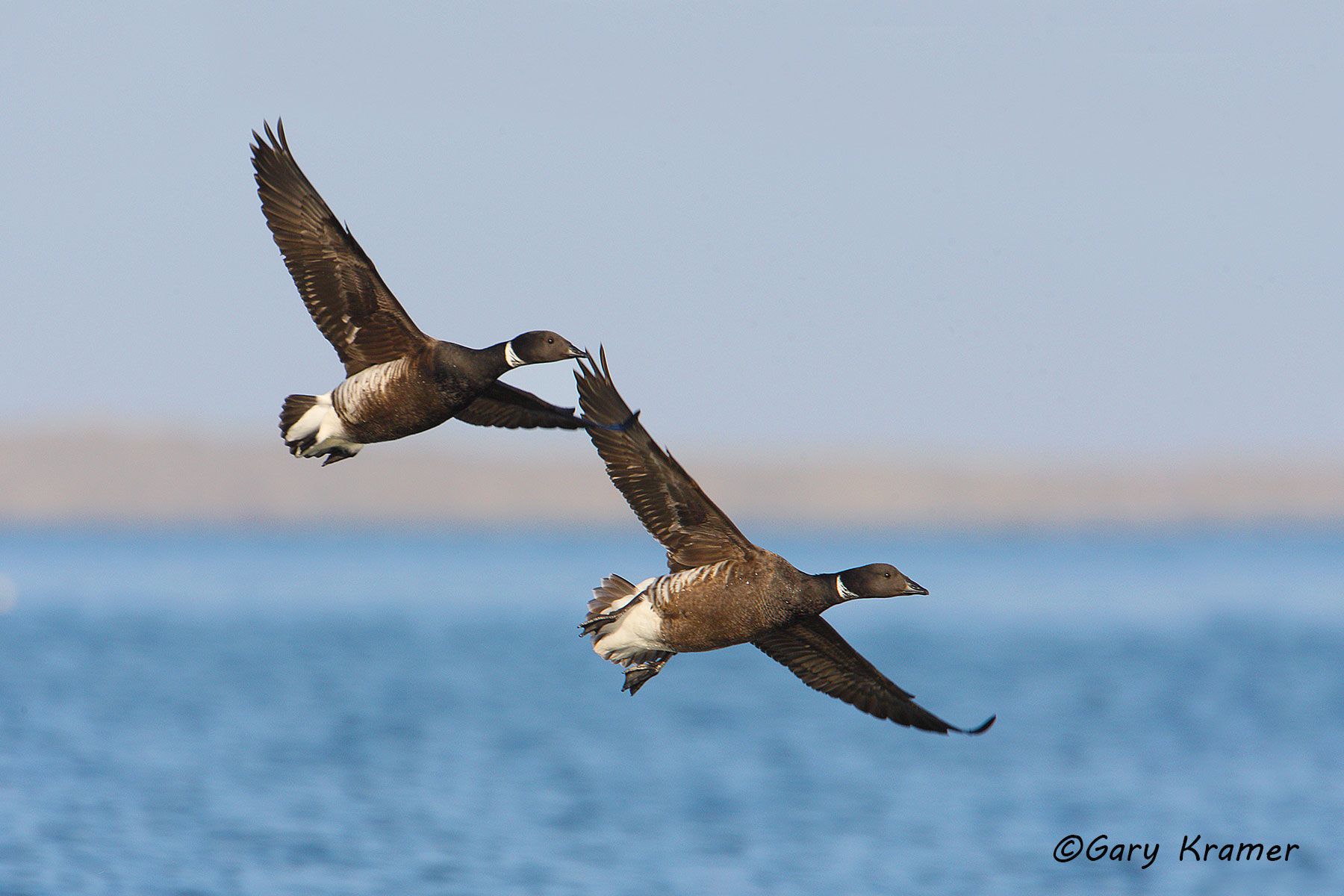 Black (Pacific) Brant (Branta bernicla nigricans) by GaryKramer.net, 530-934-3873, gkramer@cwo.com - Published: Wingshooting the World, Patagonia Pub. 2010; ASC Waterfowl 2015 Black (Pacific) Brant (Branta bernicla nigricans) - NBWBp#474d
