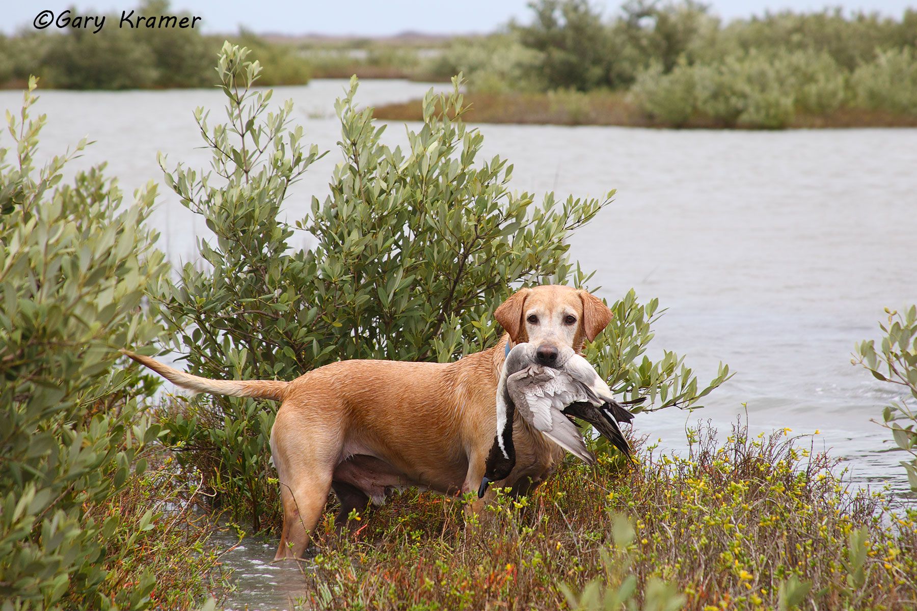 Yellow Labrador Retriever w/ Pintail - NHDLyn#002d