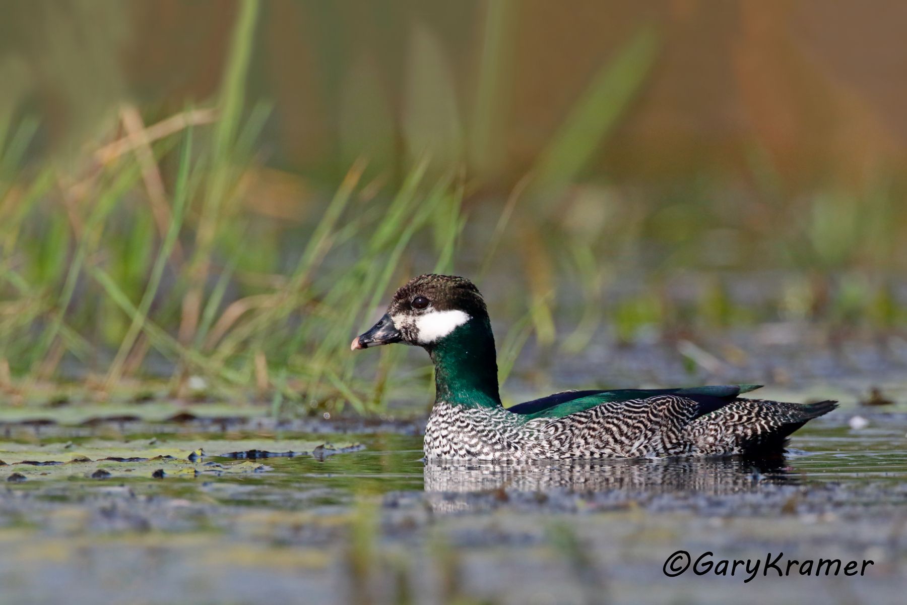 Green Pygmy Goose (Nettapus pulchellus)  Green Pygmy Goose (Nettapus pulchellus) - OBWPga#063d(2)