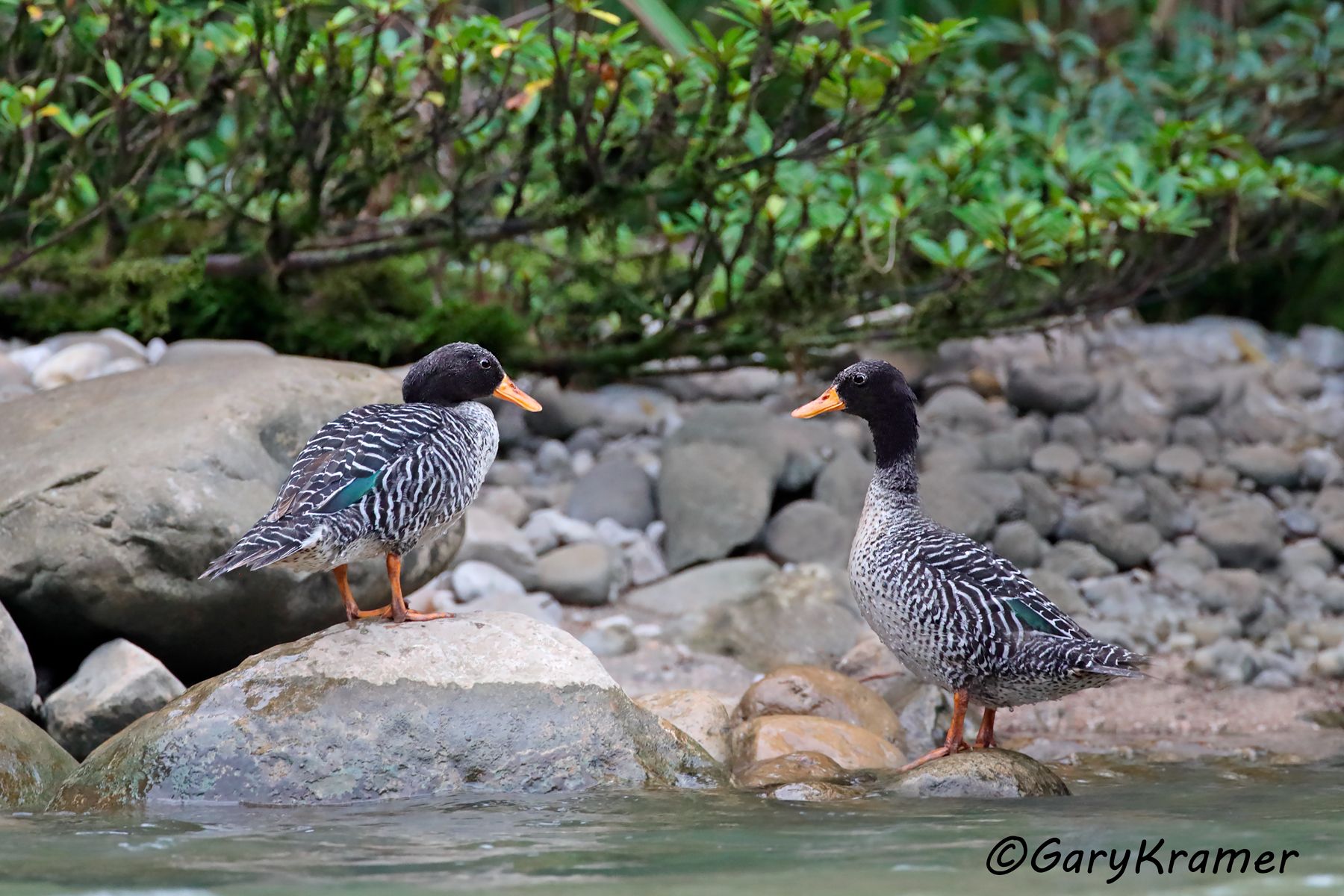 Salvadori's Teal (Salvadorina waigiuensis) (New Guinea)  Salvadori's Teal (Salvadorina waigiuensis) - OBWTs#034d (New Guinea)