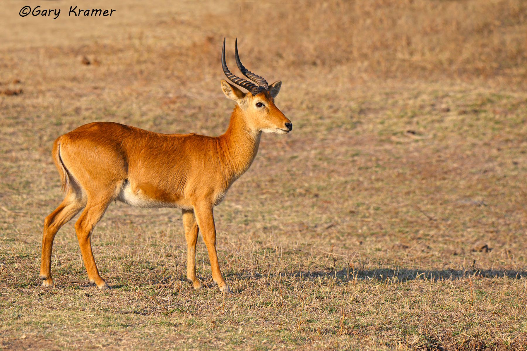 Puku (Kobus vardoni) Puku (Kobus vardoni) - AMUP#131d