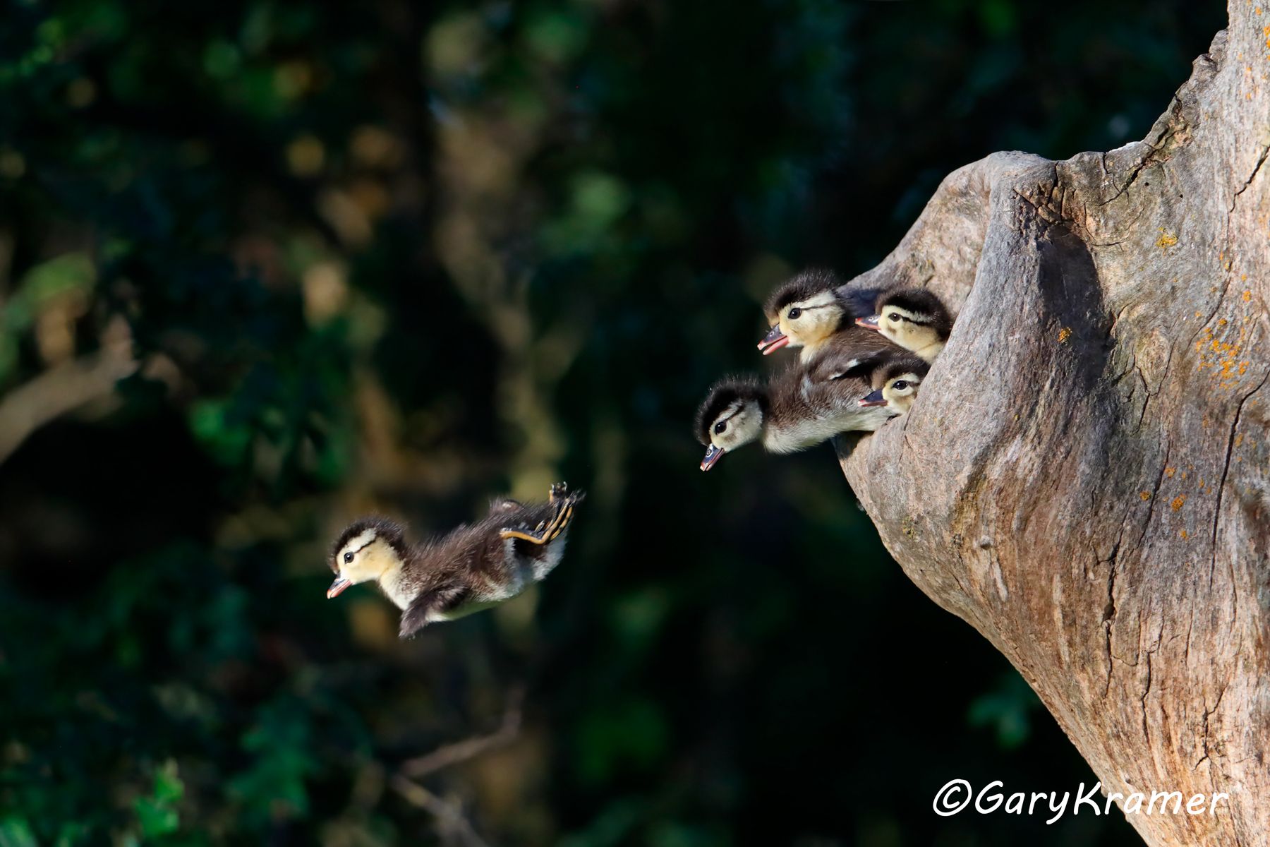 Wood Duck (Aix sponsa) - NBWWd#1297d(4)
