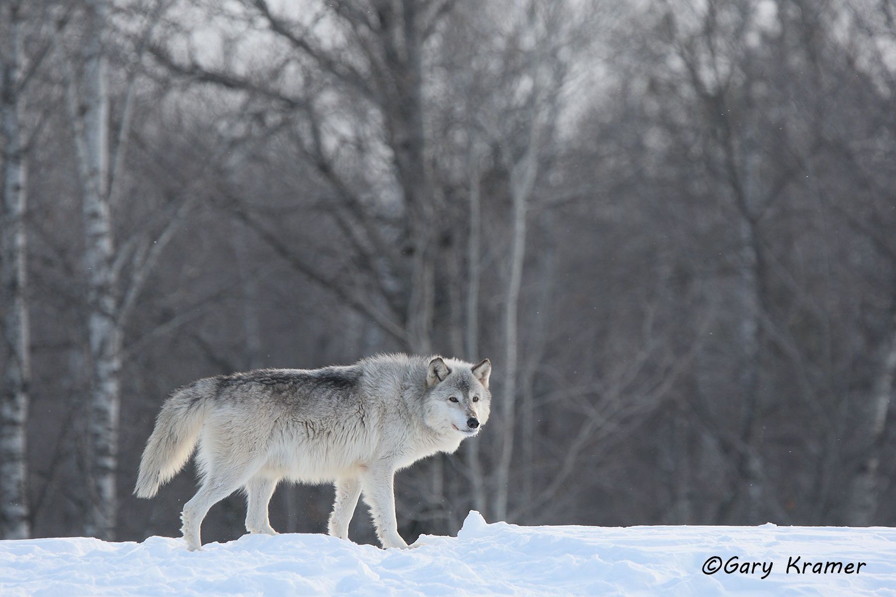 Gray Wolf (Canis lupus) - NMWg#901d