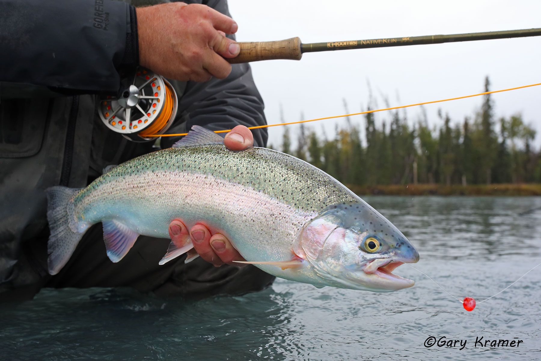 Rainbow Trout w/flyfishing tackle - NFTRw#122d