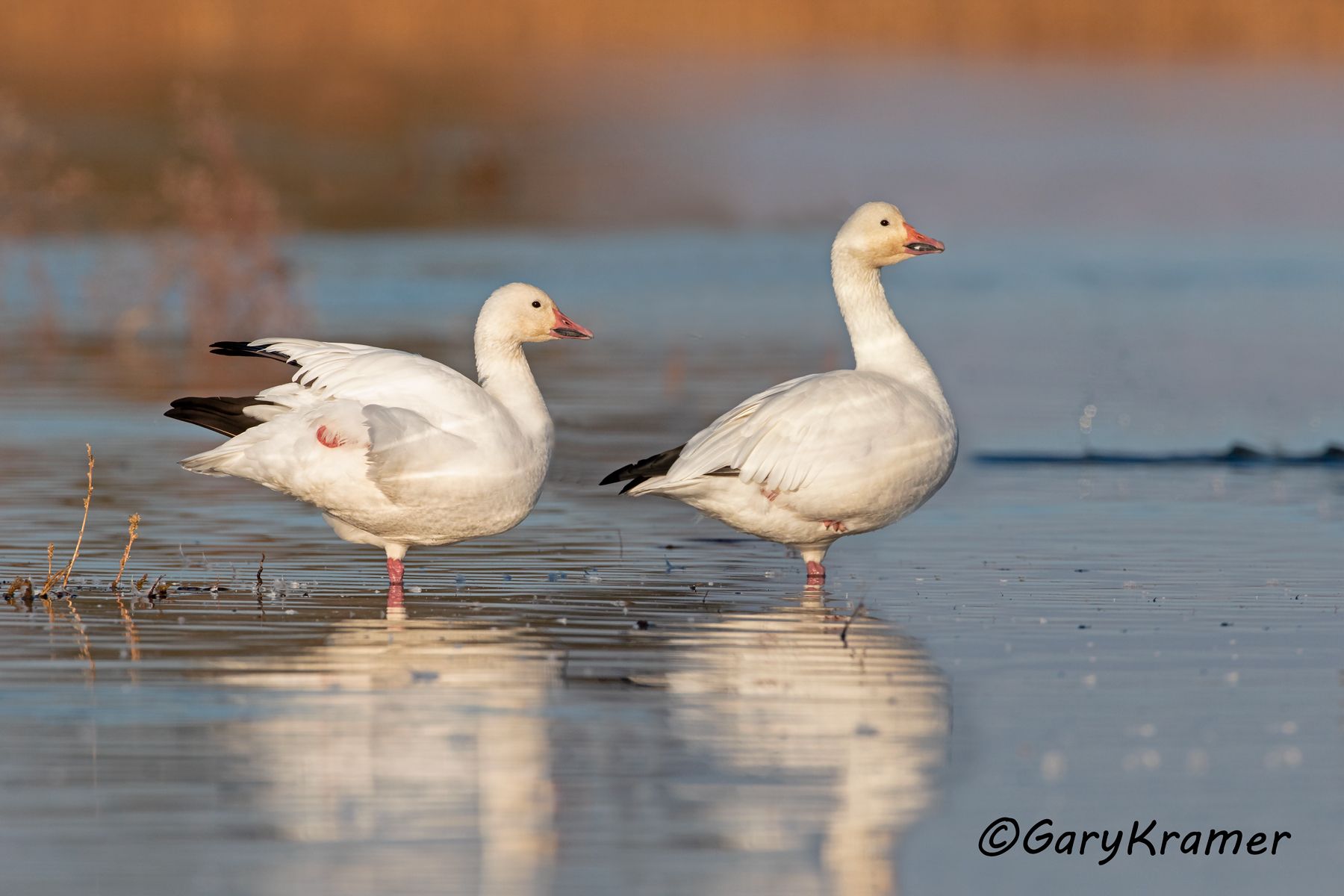 Lesser Snow Goose (Anser caerulescens) - NBWSg#2806d(2)