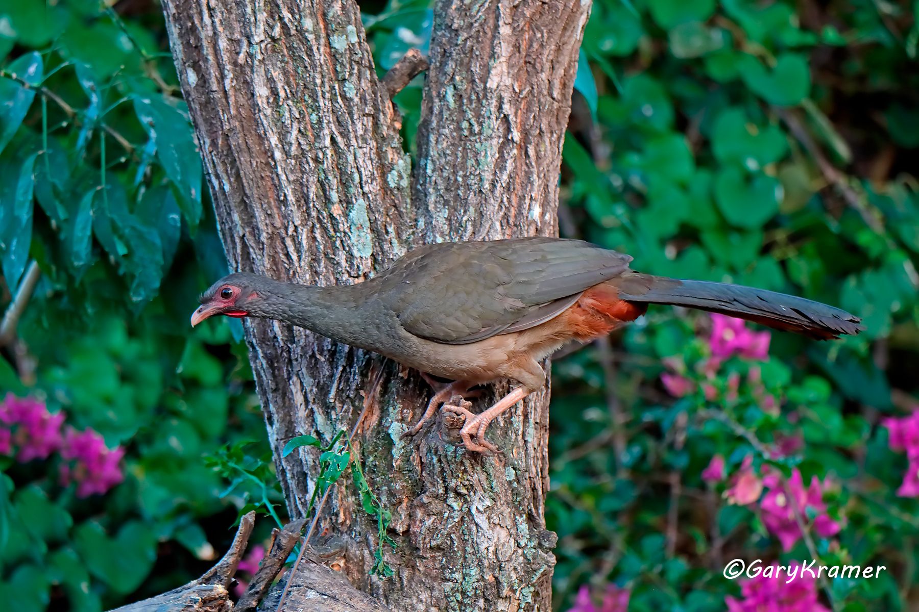 Chaco Chachalaca (Ortalis canicollis) Chaco Chachalaca (Ortalis canicollis) - SBCc#010d