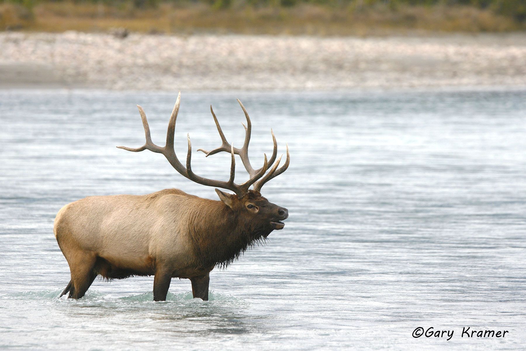 Rocky Mountain Elk (Cervus elaphus nelsoni) - NMERm#950d