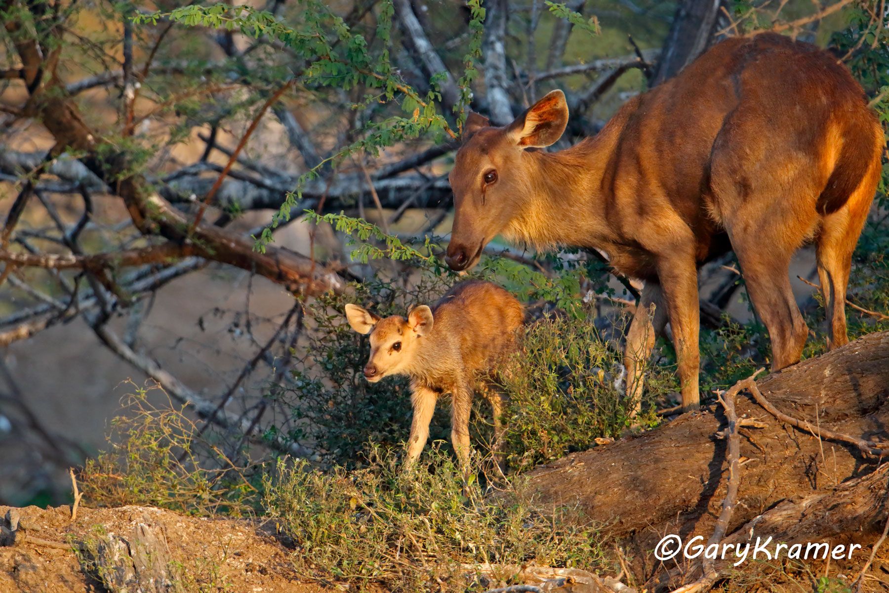 Sambar Deer (Rusa unicolor) - IMDs#139d