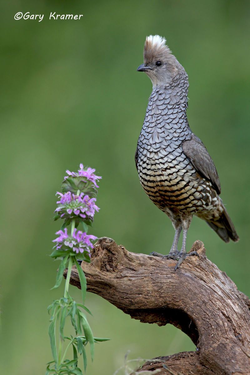 Scaled Quail (Callipepla squamata) - NBGQs#937d