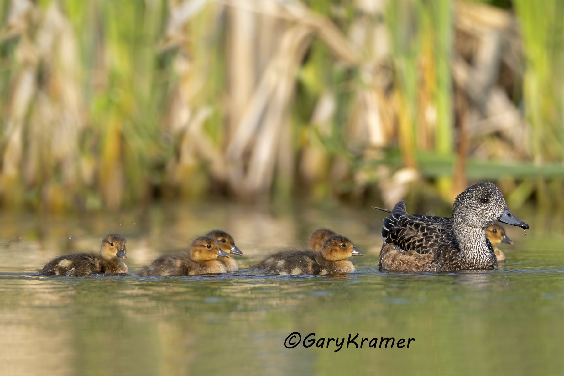 American Wigeon (Anas americana) - NBWW#2583d(3)