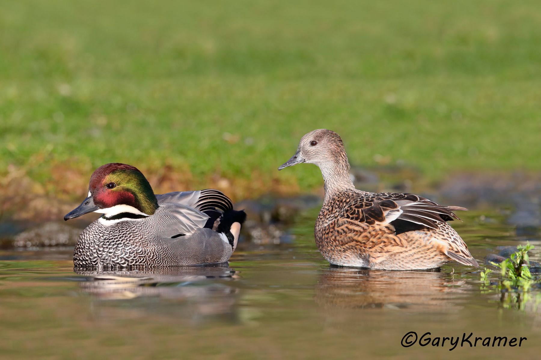 Falcated Duck (Anas falcata)  Falcated Duck (Anas falcata) - EBWF#306d(2)