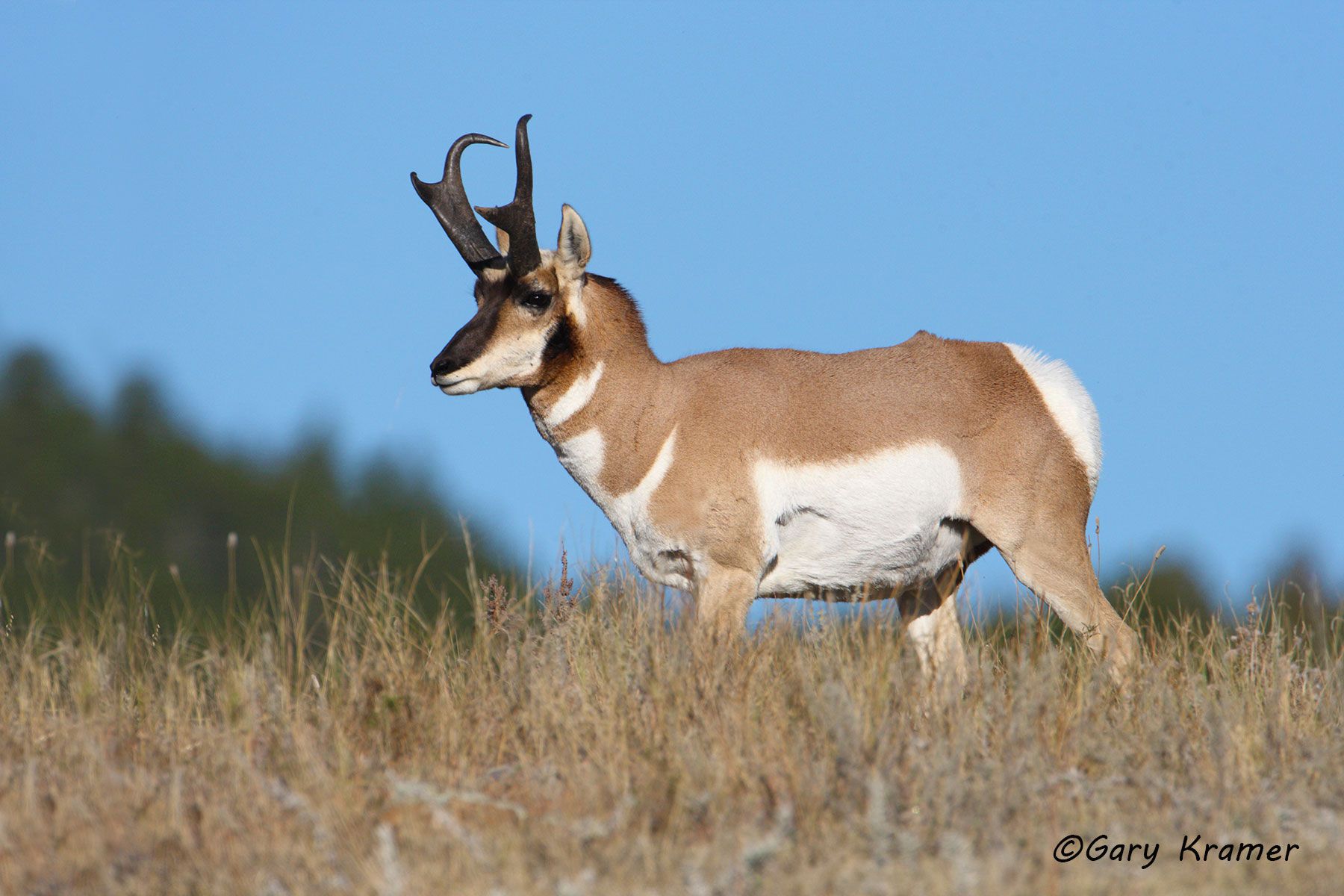 Pronghorn (Antilocapra americana) - NMP#285d