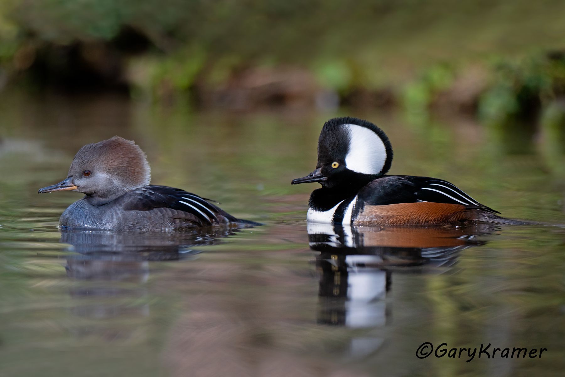 Hooded Merganser (Lophodytes cucullatus) Hooded Merganser (Lophodytes cucullatus) - NBWMh#230d(2)