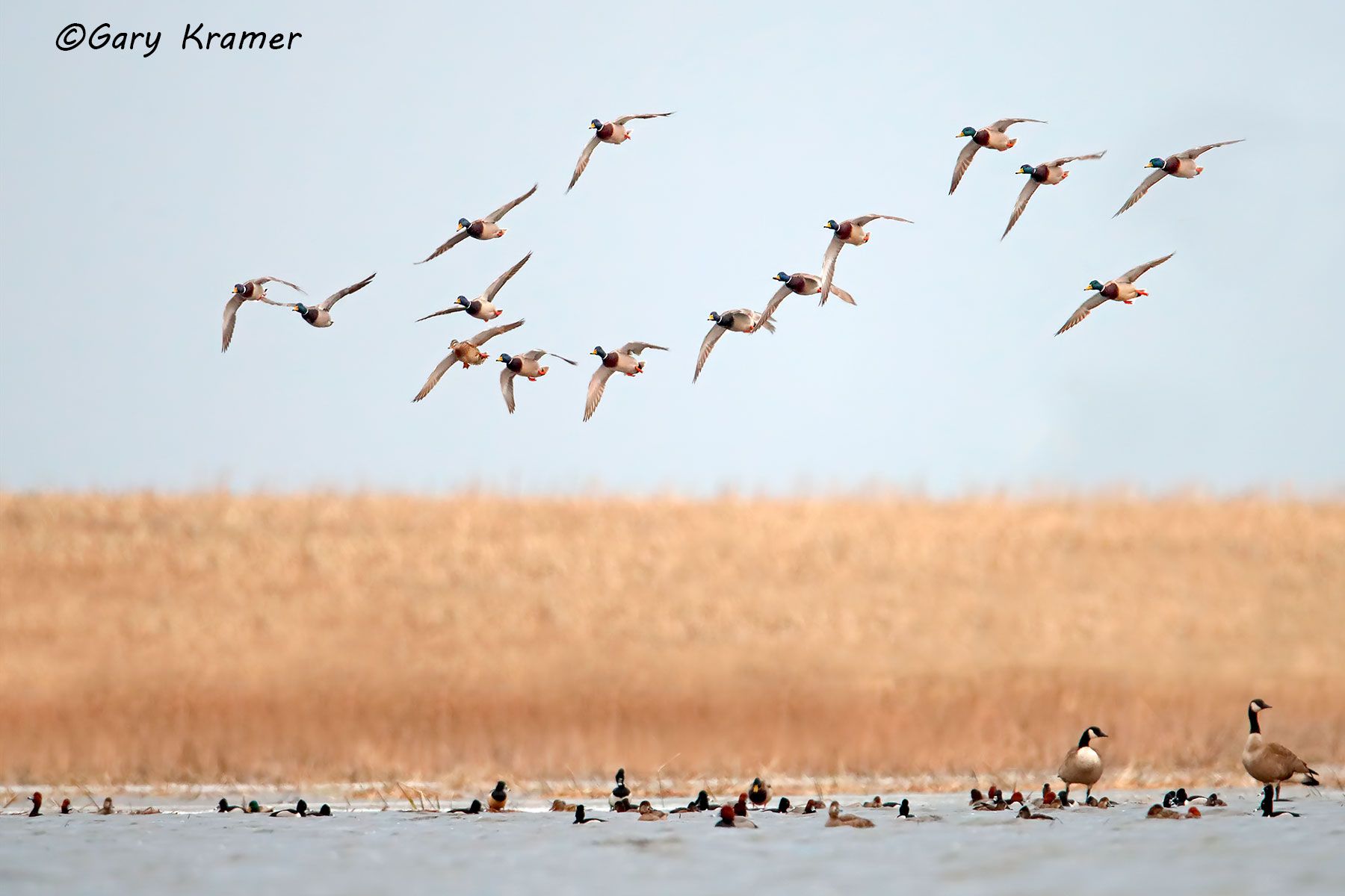 Mallard/Redhead/Ring-necked Duck/Lesser Scaup/Canada Goose Mallard/Redhead/Ring-necked Duck/Lesser Scaup/Canada Goose - NBWX#2113d