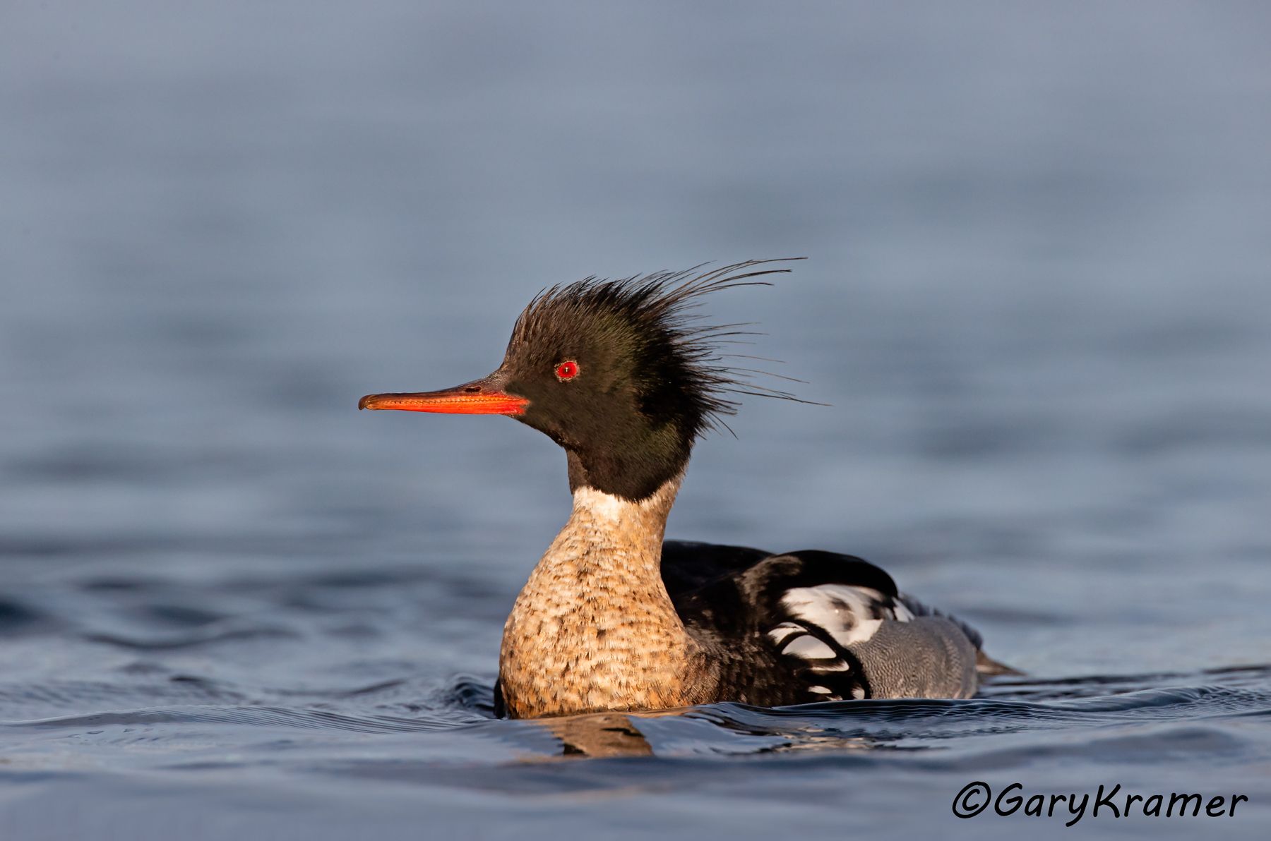 Red-breasted Merganser (Mergus serrator)  Red-breasted Merganser (Mergus serrator) - NBWMr#266d