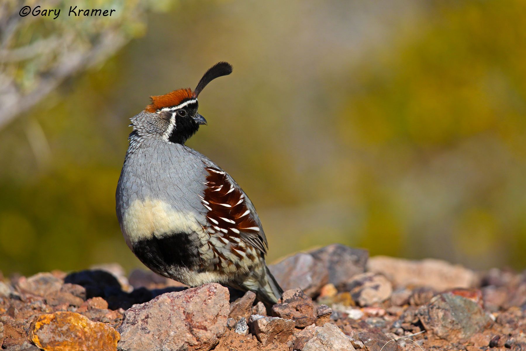 Gambel's Quail (Callipepla gambelii) Gambel's Quail (Callipepla gambelii) - NBGQg#464d