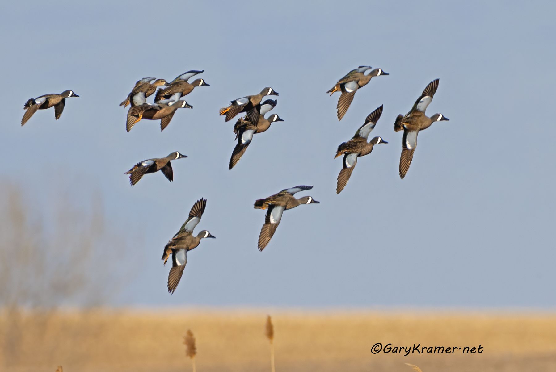 Blue-winged Teal (Anas discors) - NBWTb#1907d(3)