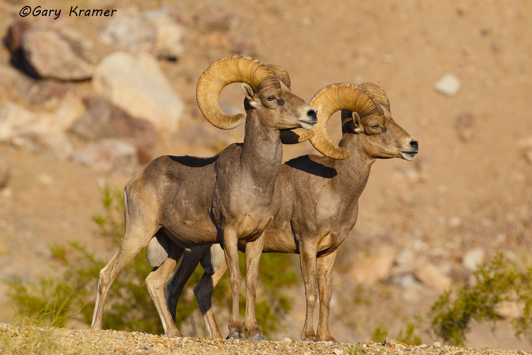 Desert Bighorn (Ovis canadensis nelsoni) by GaryKramer.net, 530-934-3873, gkramer@cwo.com Desert Bighorn (Ovis canadensis nelsoni) - NMSBd#859d
