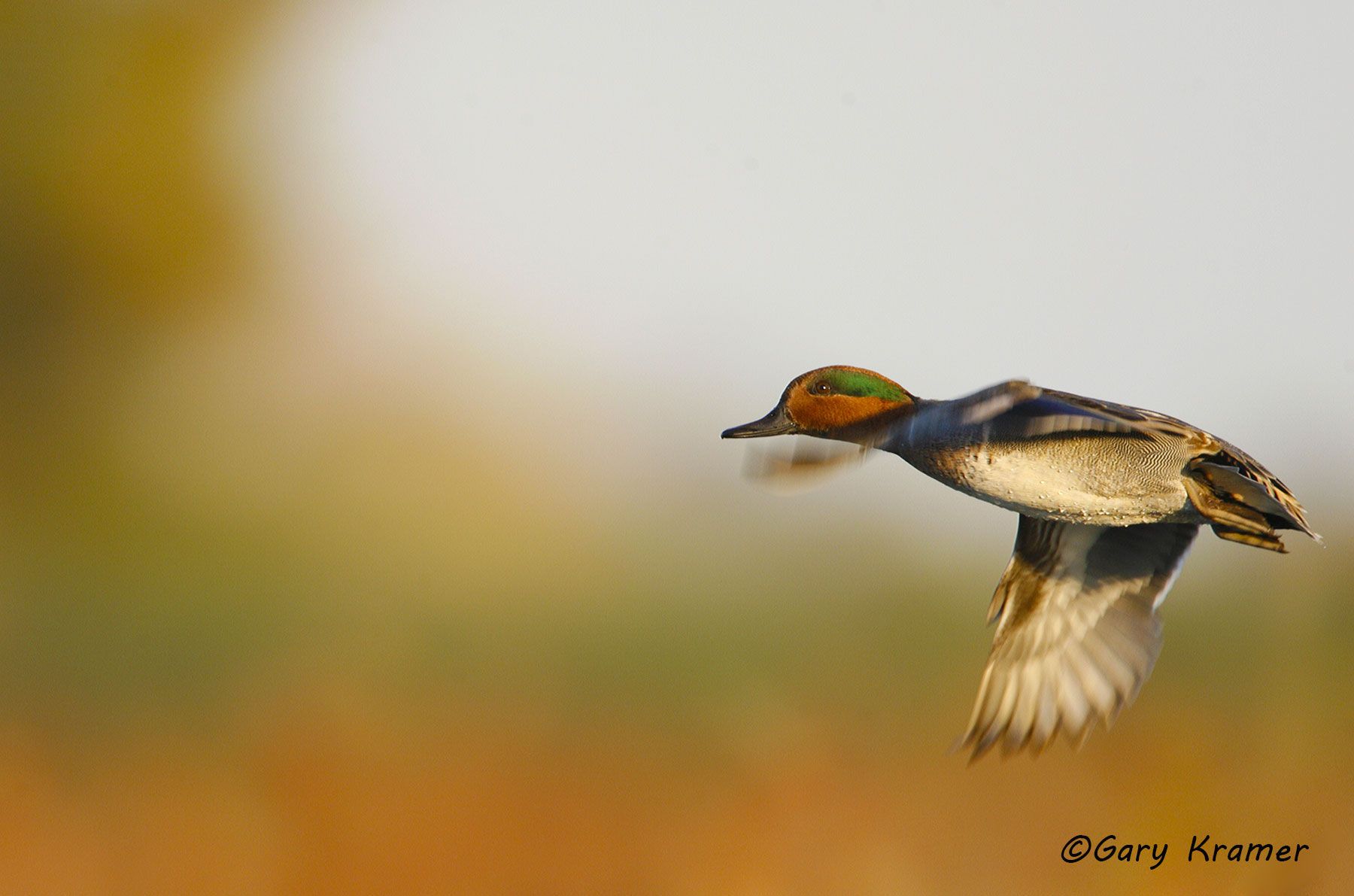 Green-winged Teal (Anas crecca) by GaryKramer.net, 530-934-3873, gkramer@cwo.com - Published: Wingshooting the World, Patagonia Pub. 2010 Green-winged Teal (Anas crecca) - NBWTg#349d