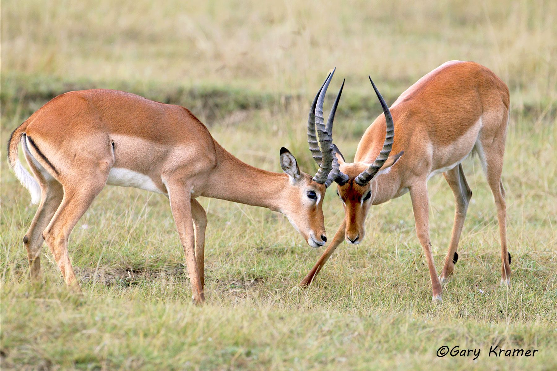 Impala (Aepyceros melampus) Impala (Aepyceros melampus) - AMUI#259d