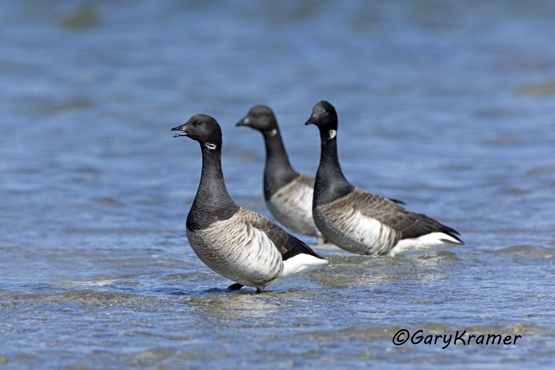 Light-bellied Brant (Atlantic) (Branta bernicla hrota) - NBWBa#599d