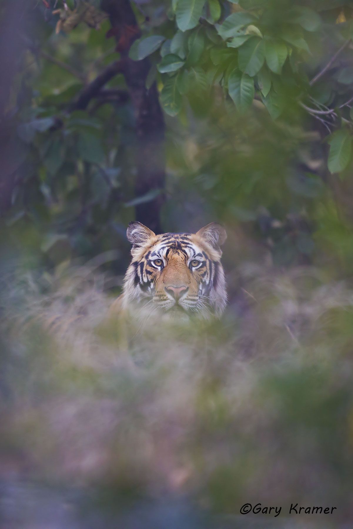 Tiger (Bengal) (Panthera tigrus tigrus) - AMTb#093d