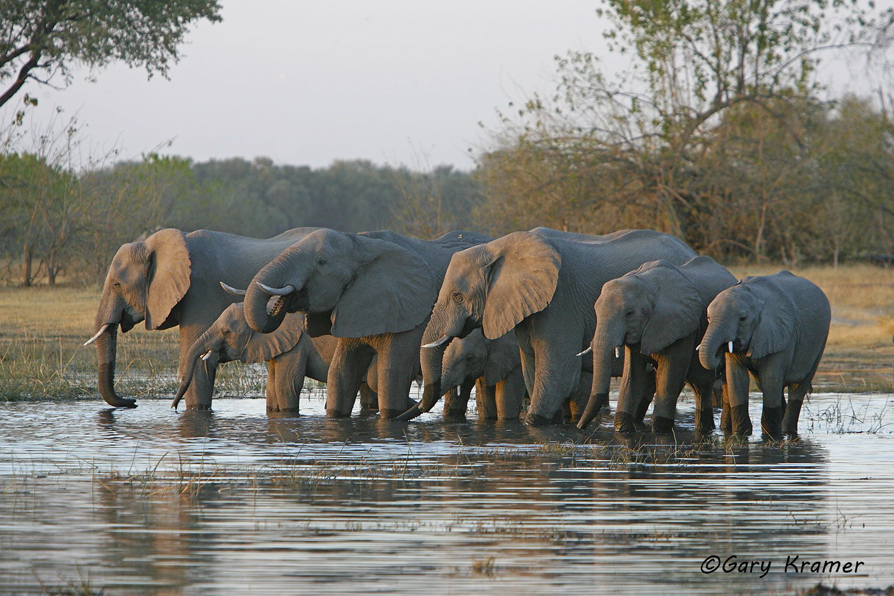 African Elephant (Loxodonta africana) African Elephant (Loxodonta africana) - AME#481d