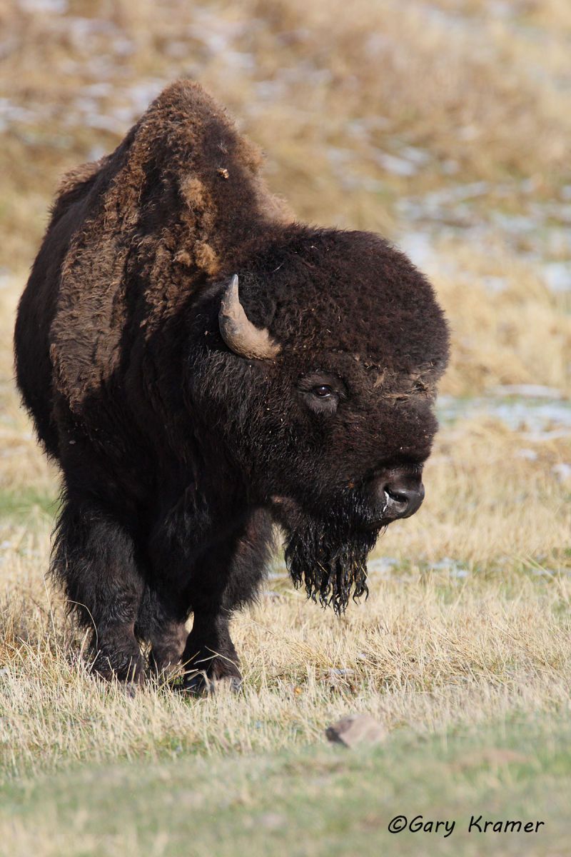 Plains Bison (Bison bison bison) - NMB#165d