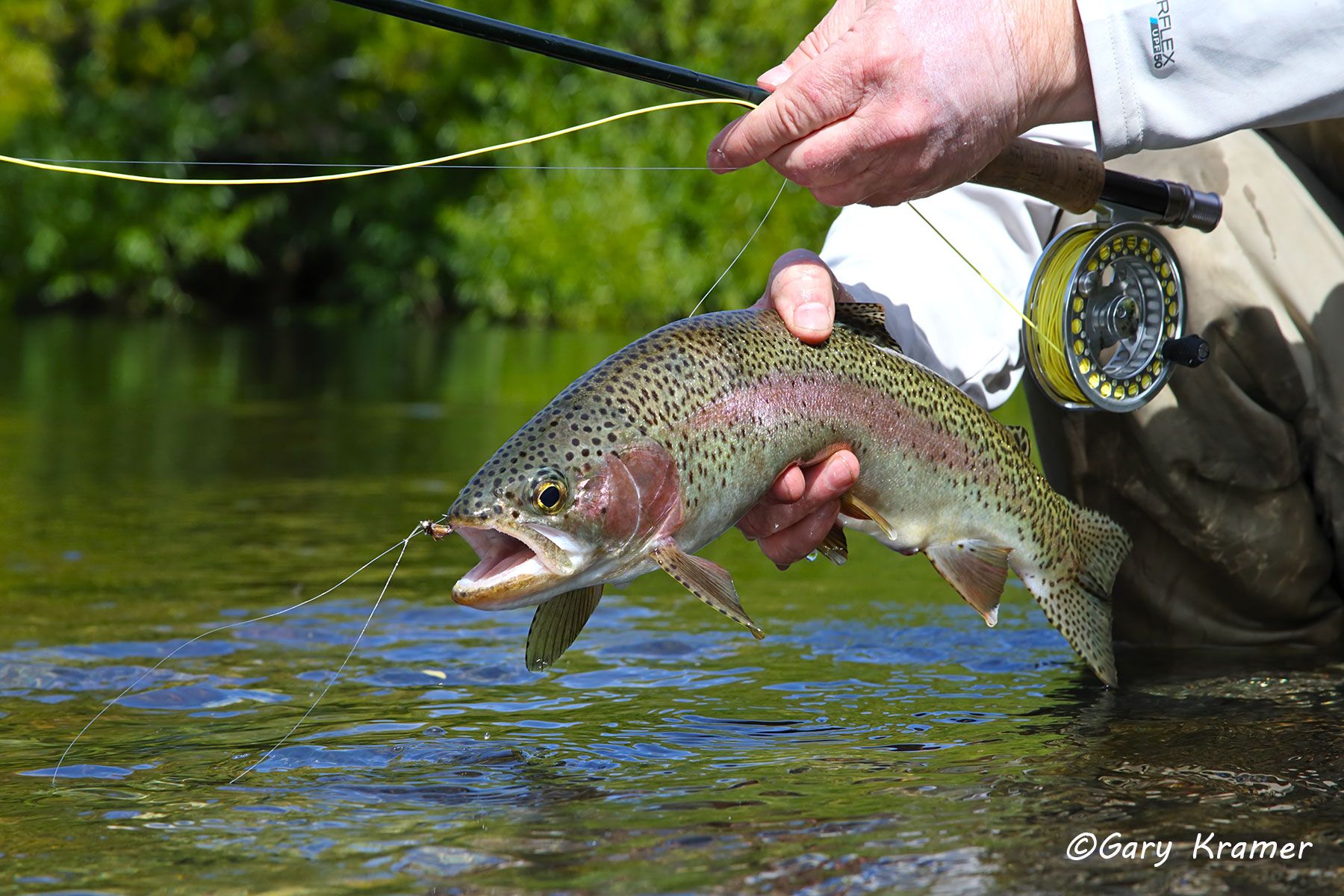 Rainbow Trout w/flyfishing tackle - NFTRw#194d
