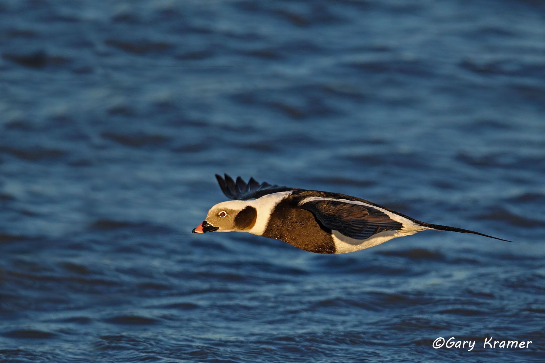 Long-tailed Duck (winter) (Clangula hyemalis)   Long-tailed Duck (winter) (Clangula hyemalis)  - NBWO#197d