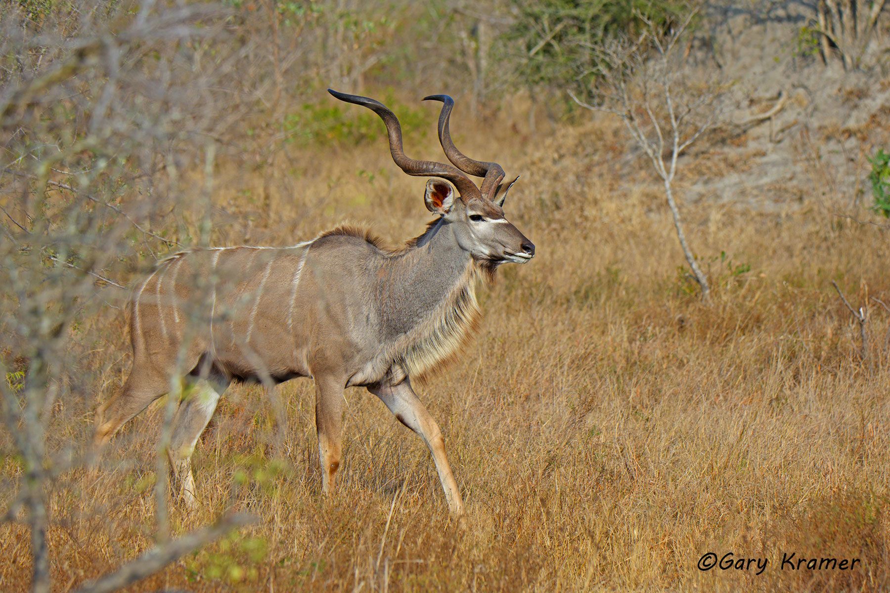Greater Kudu (Tragelaphus strepsiceros) - AMUK#472d