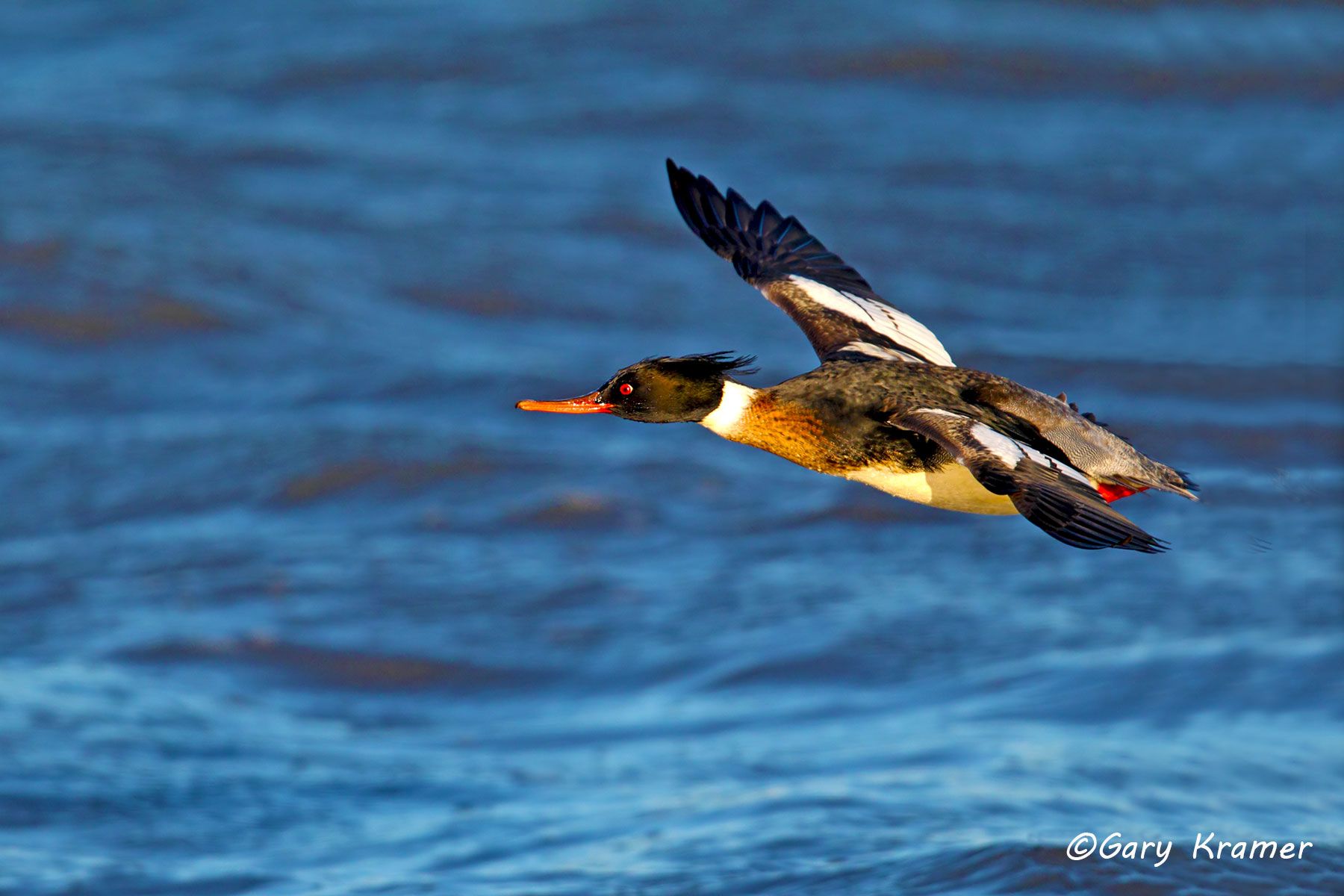 Red-breasted Merganser (Mergus serrator) Red-breasted Merganser (Mergus serrator) - NBWMr#050d