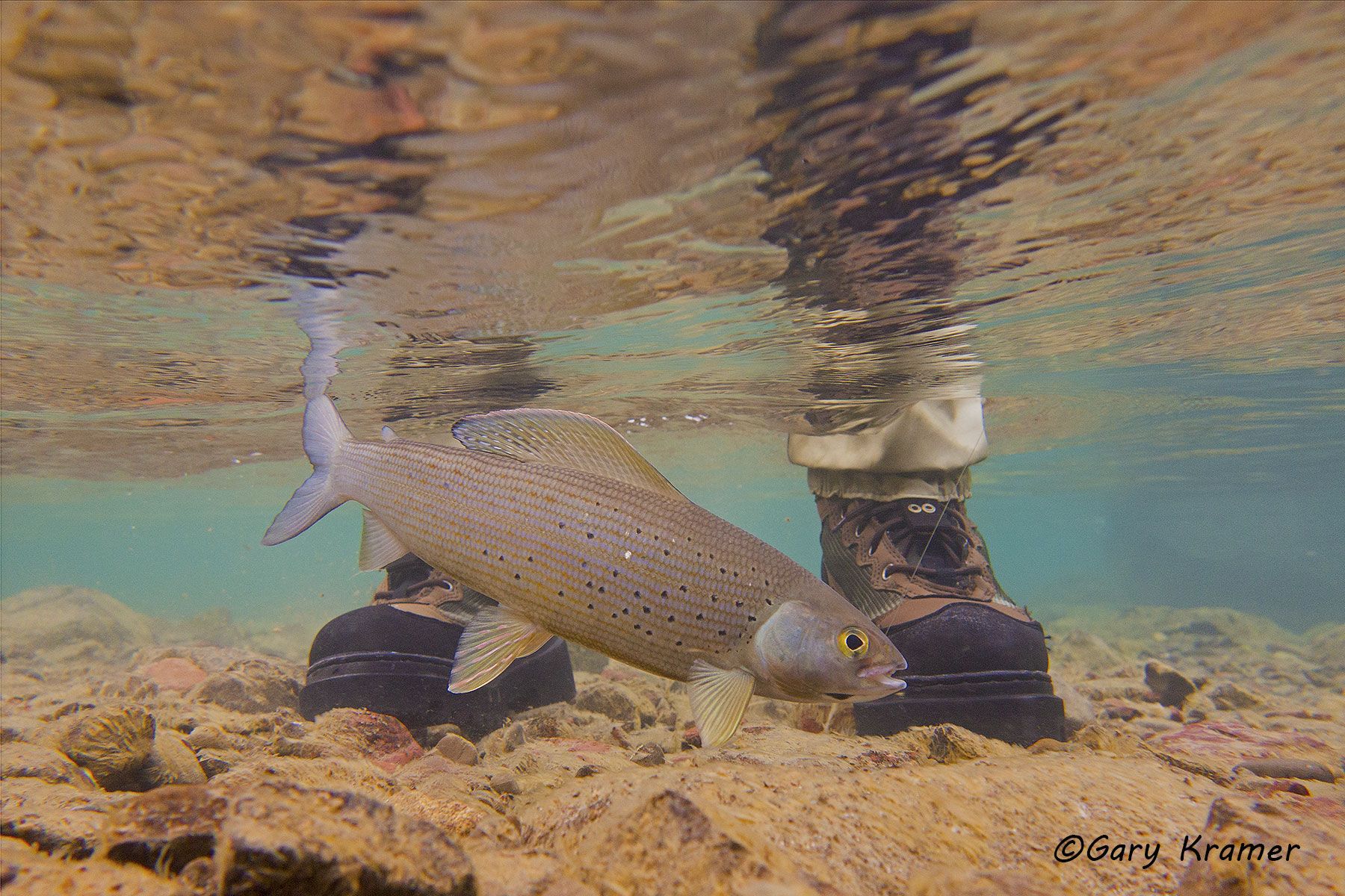Arctic Grayling (Thymallus arcticus) - NFAGg#004d