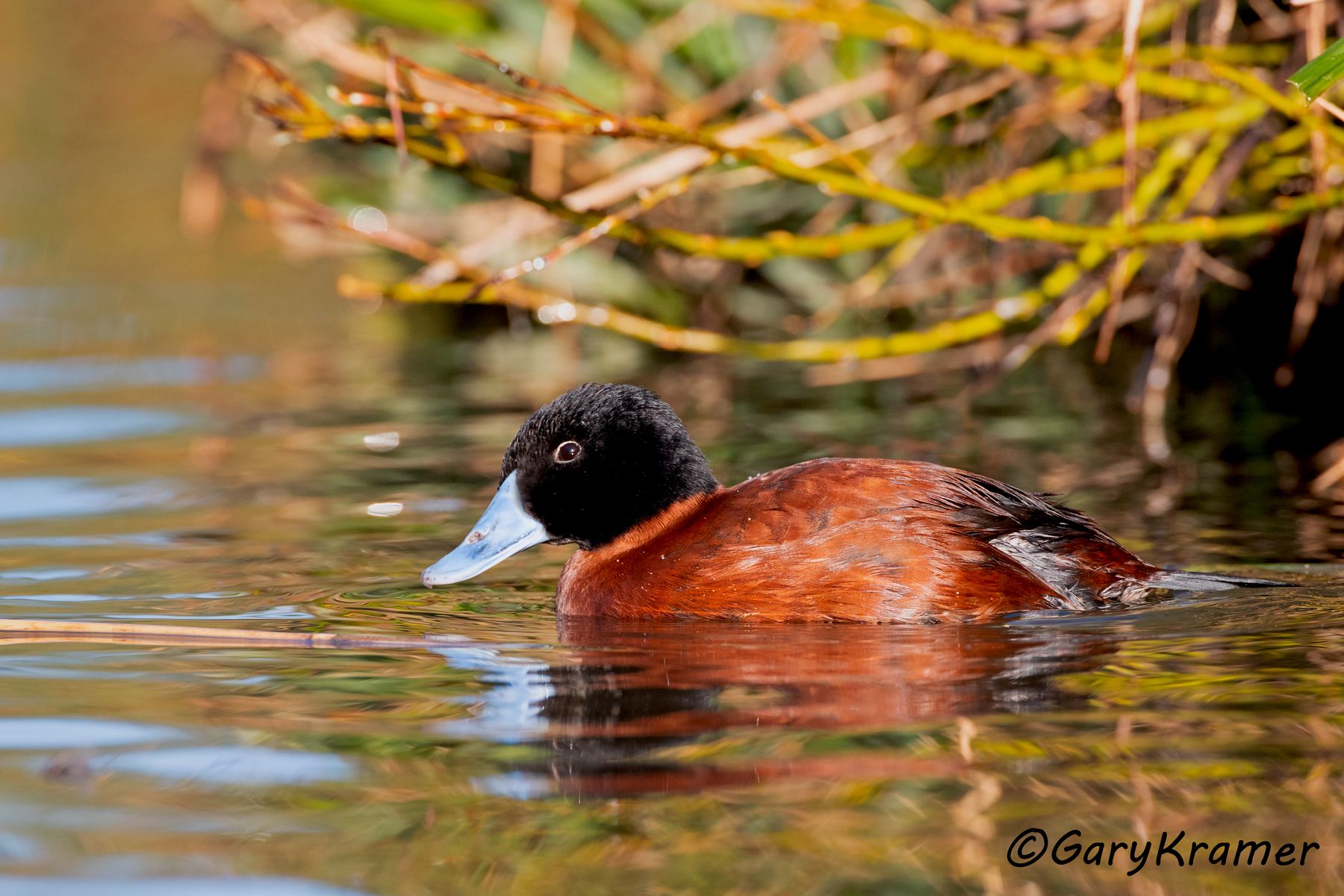 Maccoa Duck (Oxyura maccoa)  Maccoa Duck (Oxyura maccoa) - ABWM#057d (South Africa)