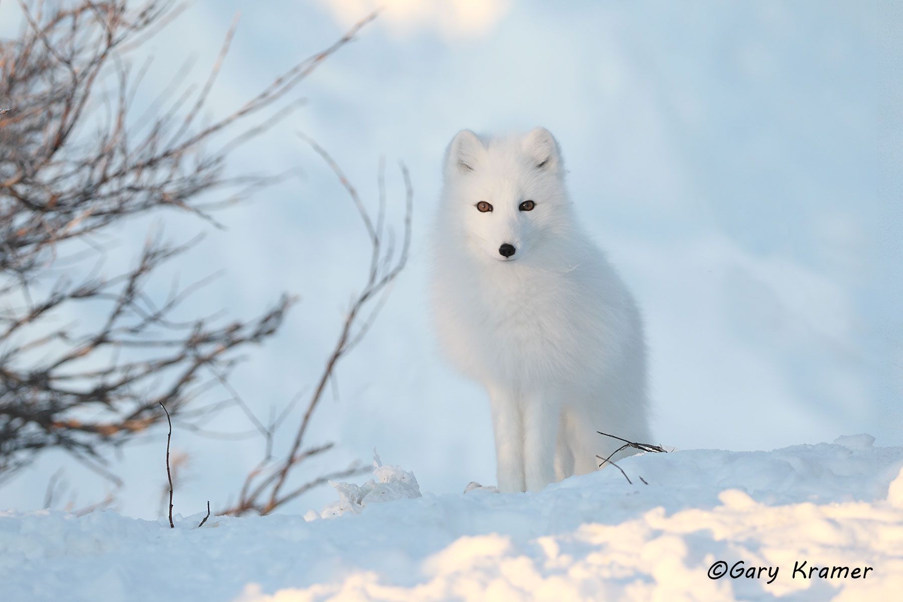Arctic Fox (Alopex lagopus) - NMFa#472d