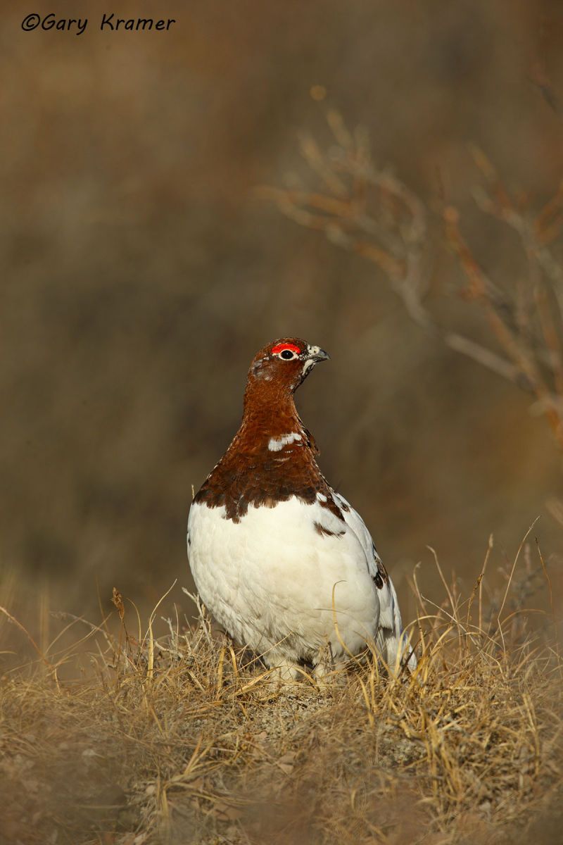 Willow Ptarmigan (spring) (Lagopus lagopus) - NBGPws#232d