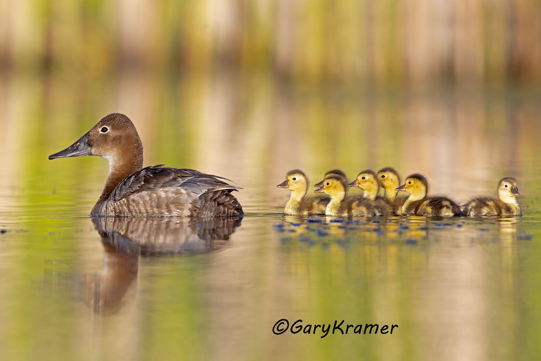 Canvasback (Aythya valisineria) - NBWC#2900d(2)