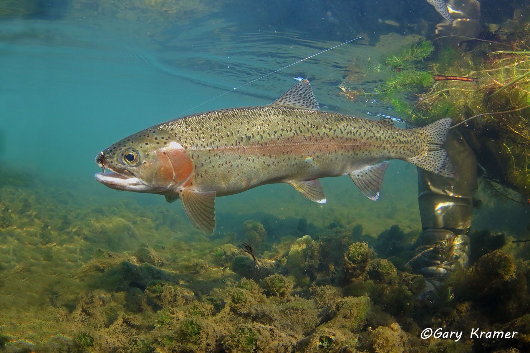Rainbow Trout w/fly - NFTRf#153d