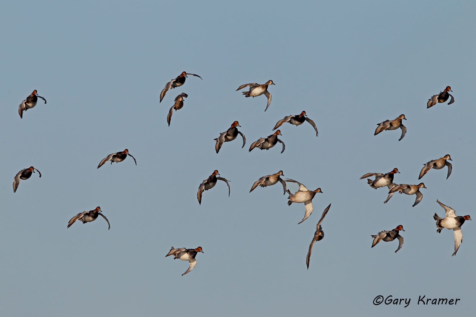 Redhead (Aythya americana) Redhead (Aythya americana) - NBWR#628d