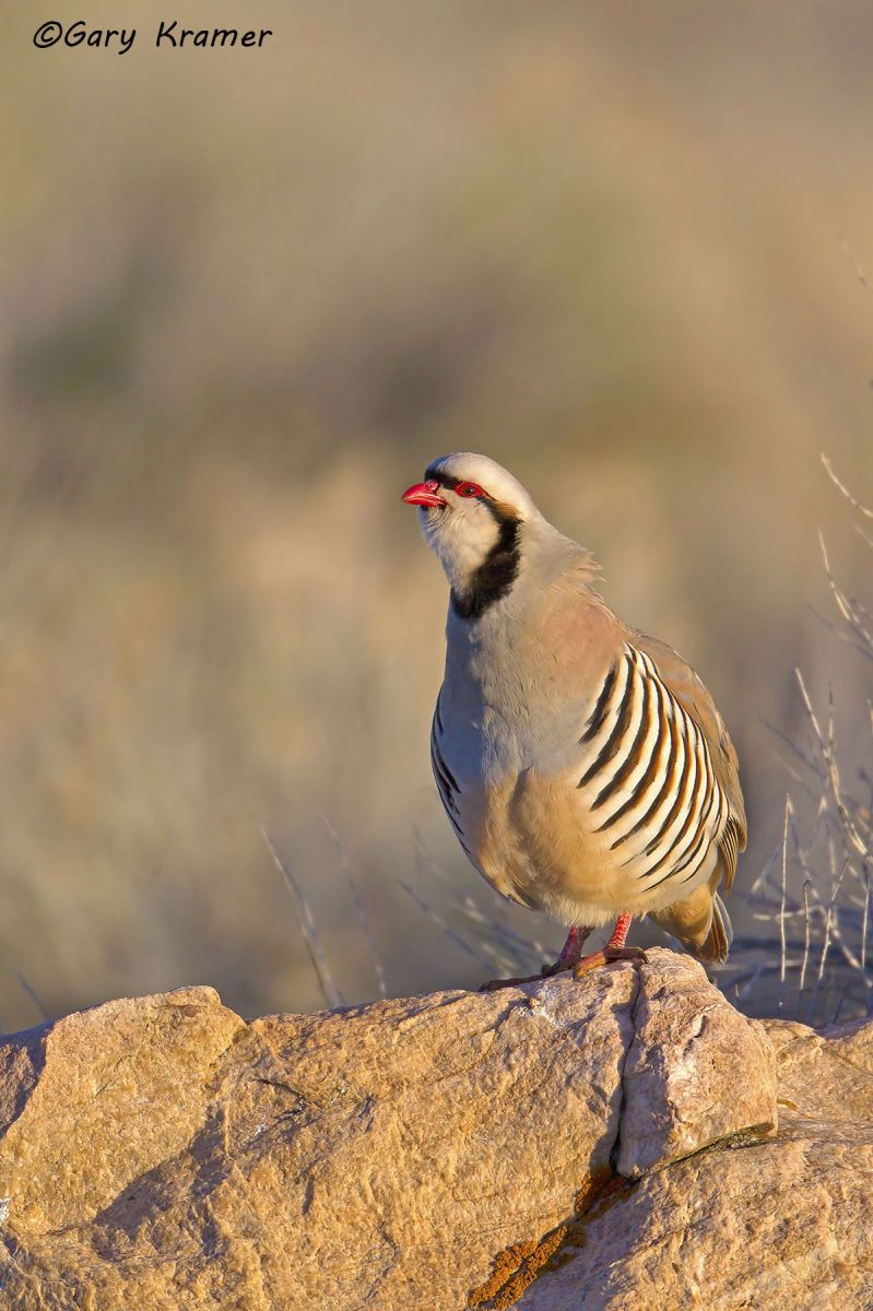 Chukar (Alectoris chukar) Chukar (Alectoris chukar) - NBGC#329d