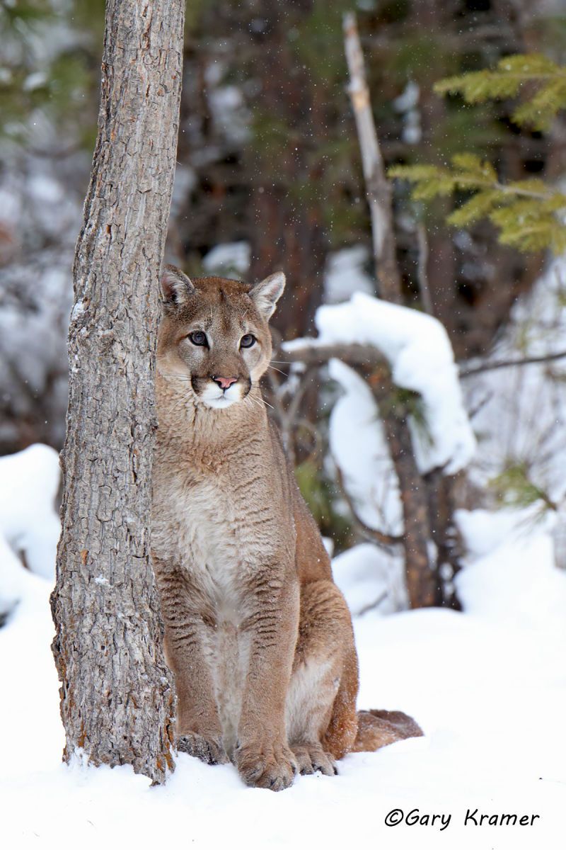 Mountain Lion (Felis concolor) by GaryKramer.net, 530-934-3873, gkramer@cwo.com Mountain Lion (Cougar) (Felis concolor) - NMCM#757d(2)