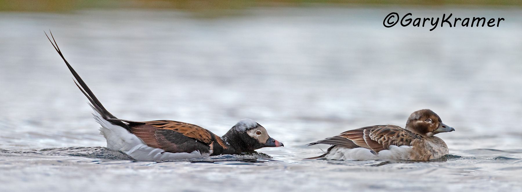 Long-tailed Duck (summer) (Clangula hyemalis) Long-tailed Duck (summer) (Clangula hyemalis) - NBWOs#319d(P)