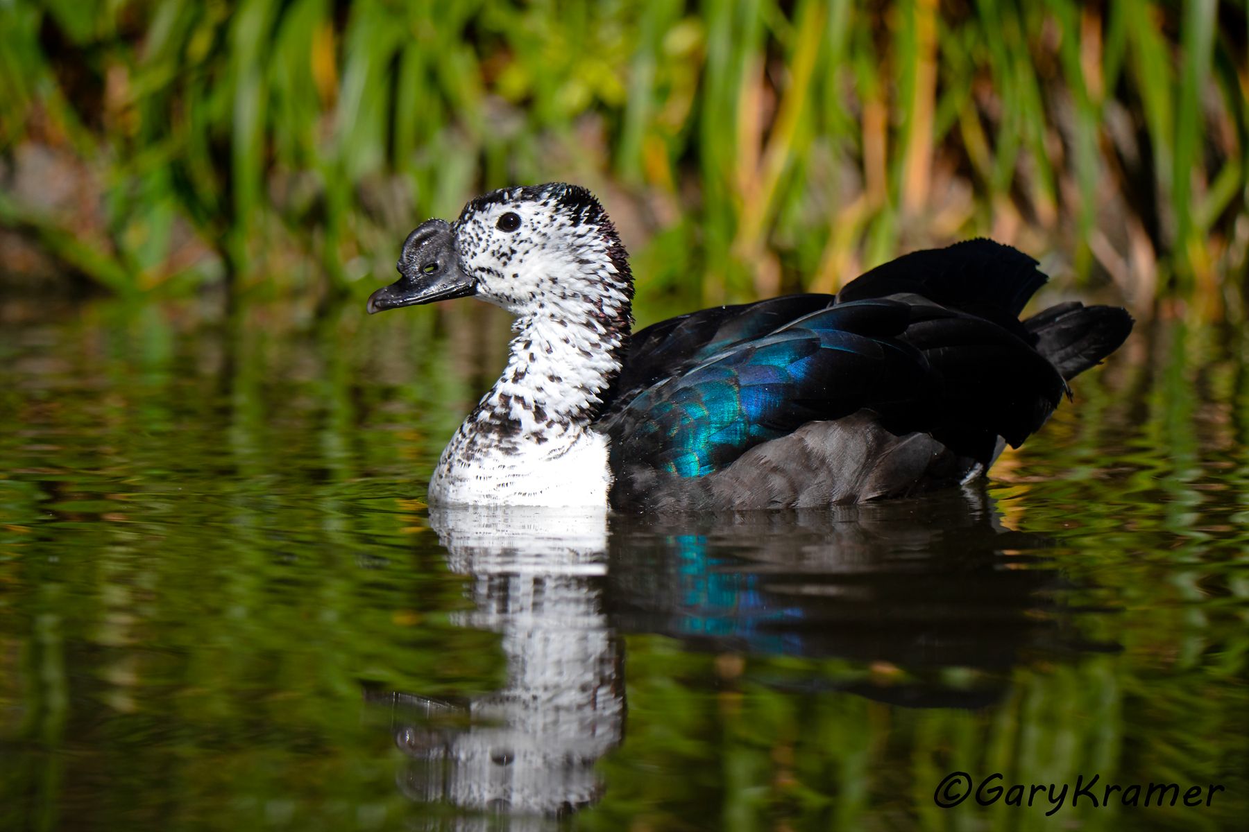 Comb Duck (Sarkidiornis sylvicola) - SBWC#215d (Brazil)