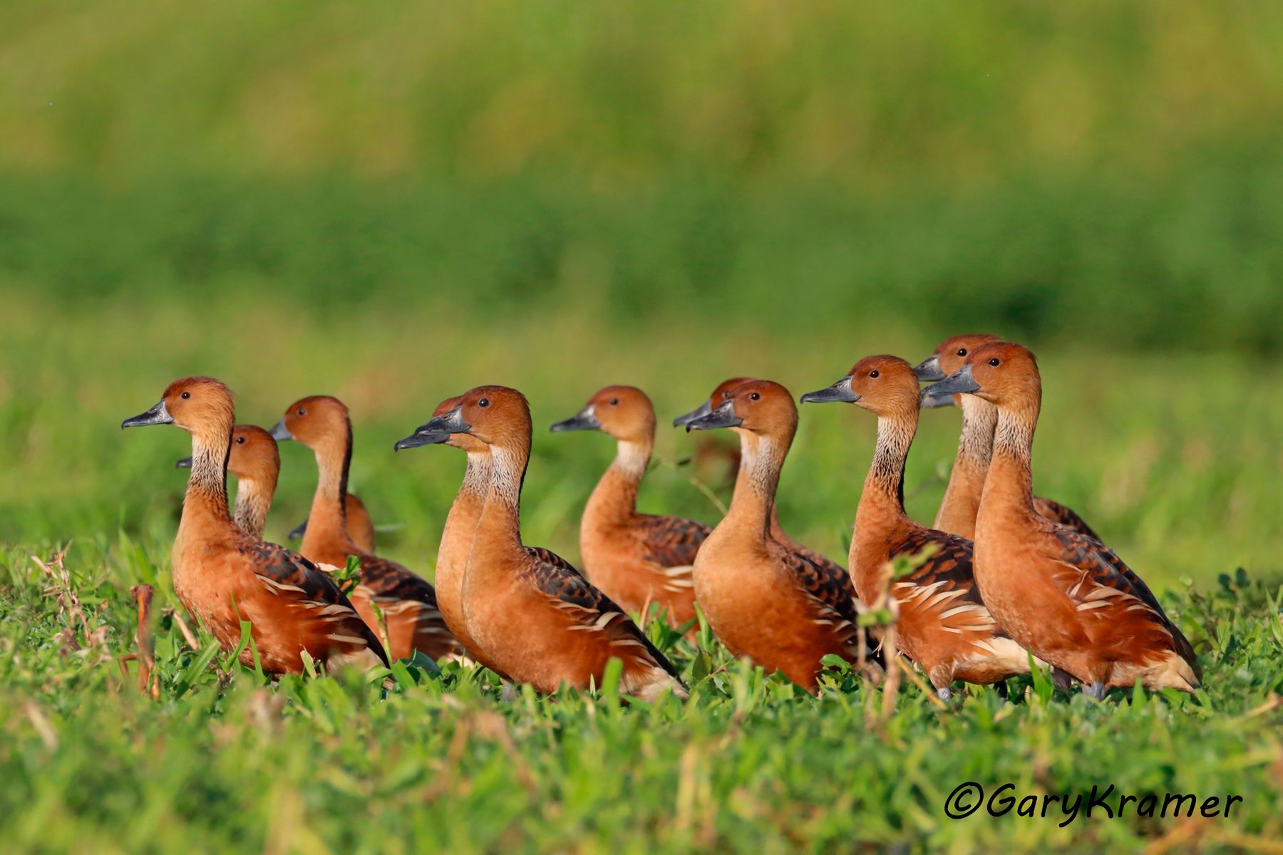 Fulvous Whistling Duck (Dendrocygna bicolor) - NBWF#589d