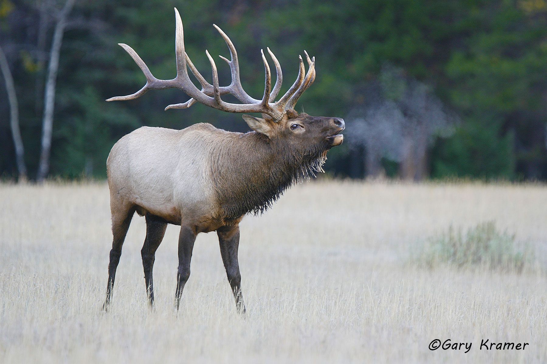 Rocky Mountain Elk (Cervus elaphus nelsoni) - NMERm#1793d