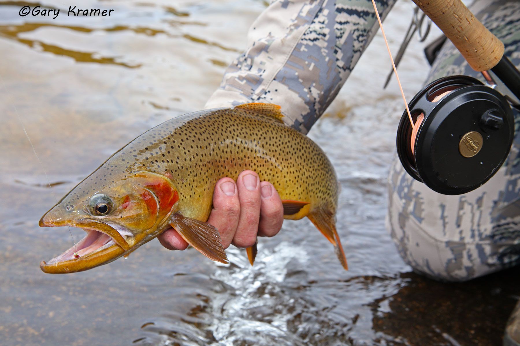 Cutthroat Trout w/flyfishing tackle - NFTCtf#066d