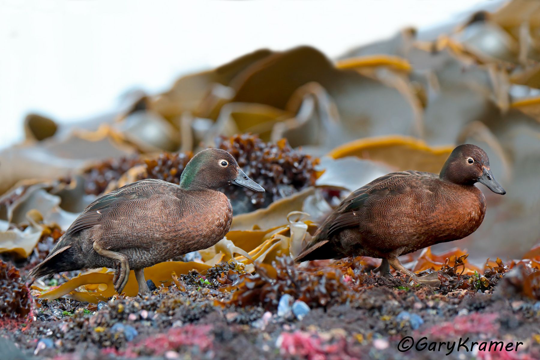 Auckland Teal (Anas aucklandica) Auckland Teal (Anas aucklandica) - OBWTaa#128d(2)