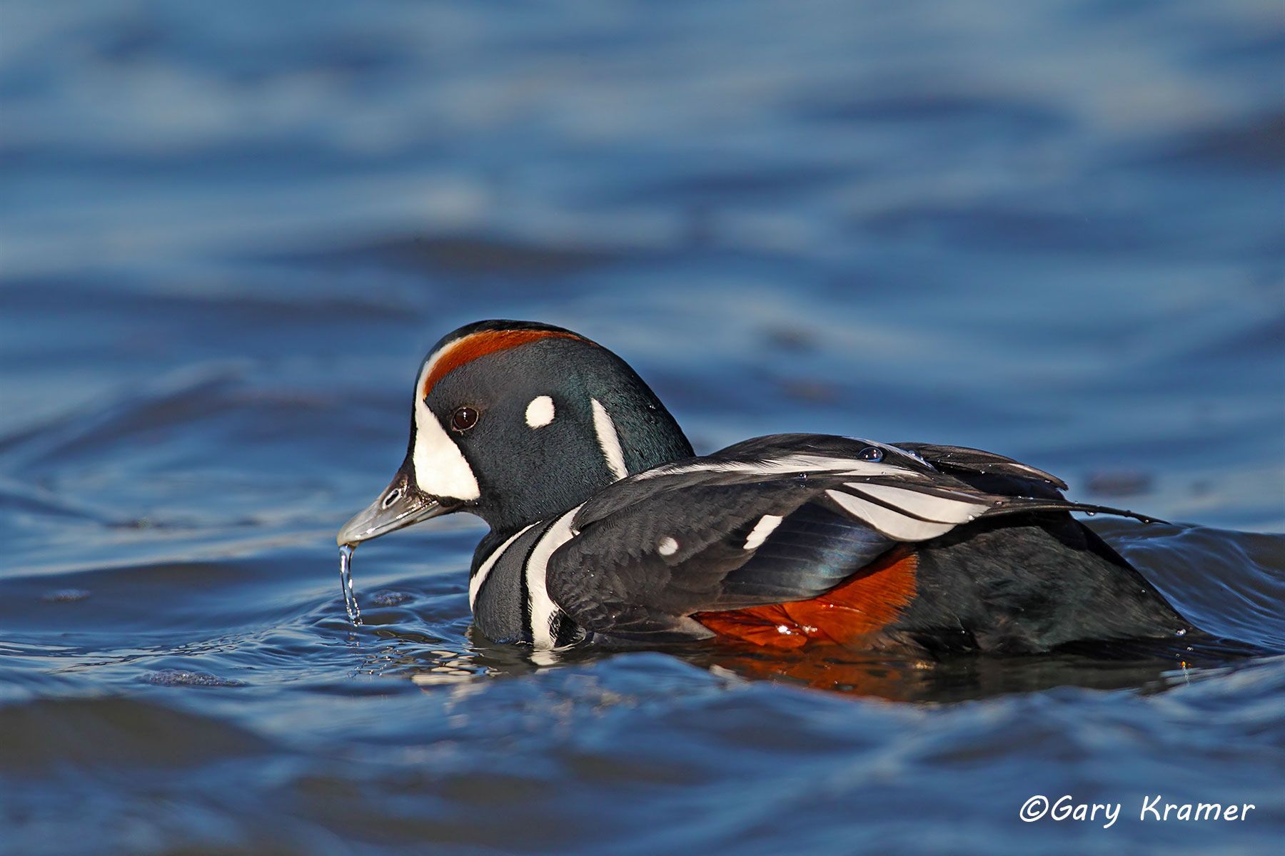 Harlequin Duck (Histrionicus histrionicus) - NBWH#271d