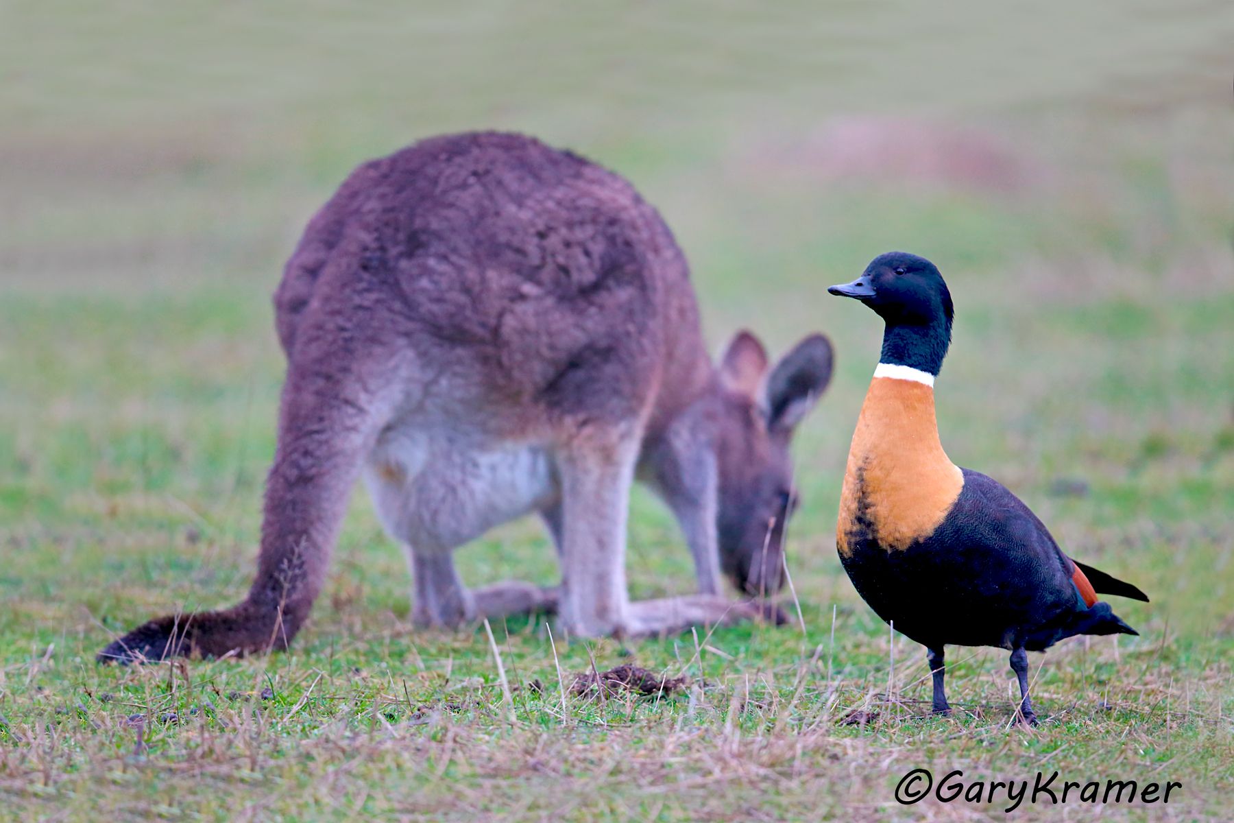 Australian Shelduck/Eastern Grey Kangaroo (Tadorna tadornoides/Macropus giganteus)  Australian Shelduck/Eastern Grey Kangaroo (Tadorna tadornoides/Macropus giganteus) - OBWAK#002d