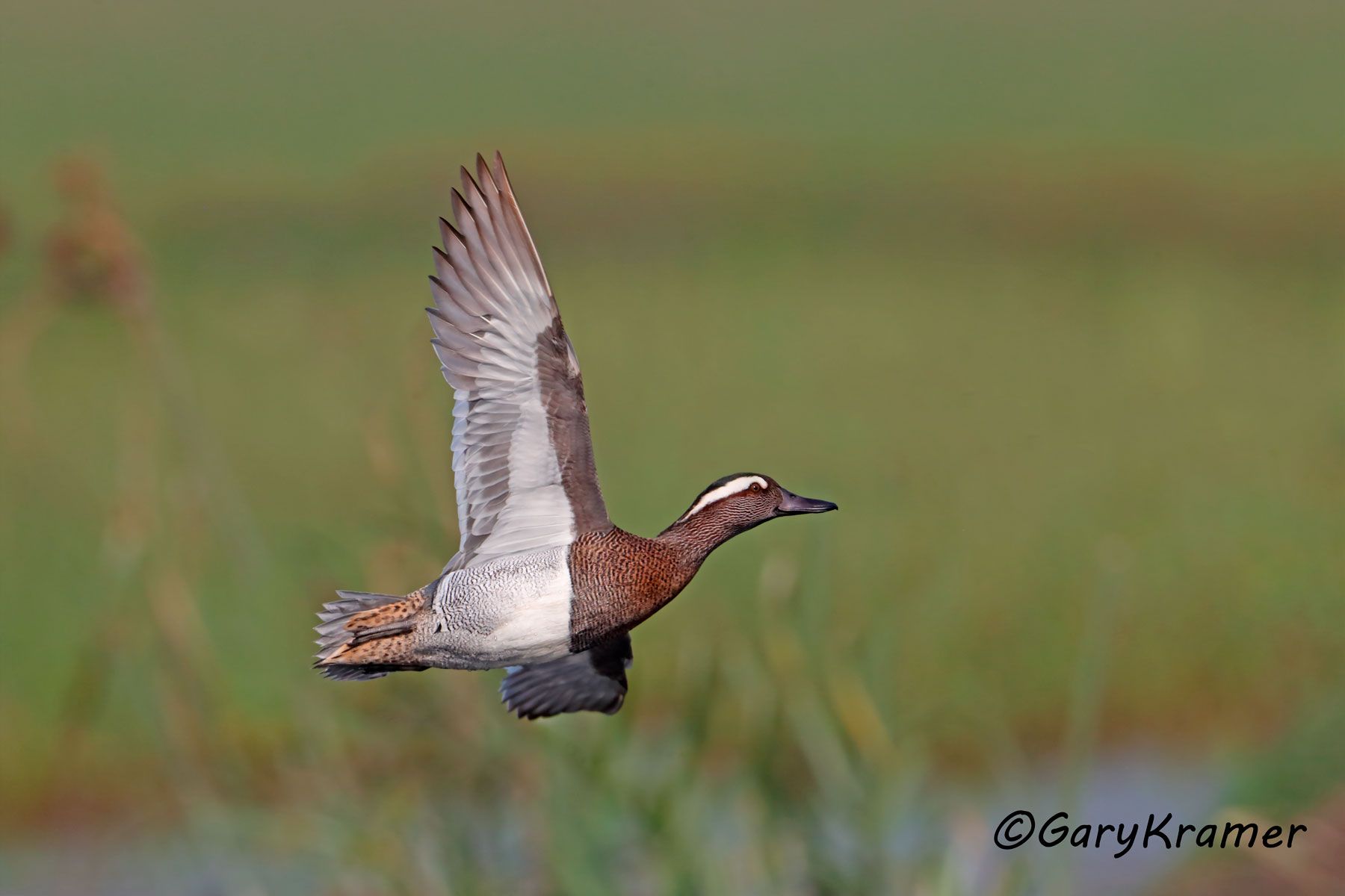 Garganey (Spatula querquedula)  Garganey (Spatula querquedula) - EBWGa#035d